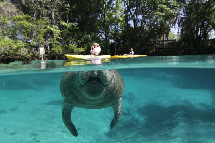 Neighbors at The Islands on Manatee River