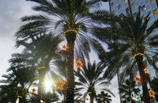 Tropical palm trees with Christmas decorations Photo by Magda Ehlers on Pexels