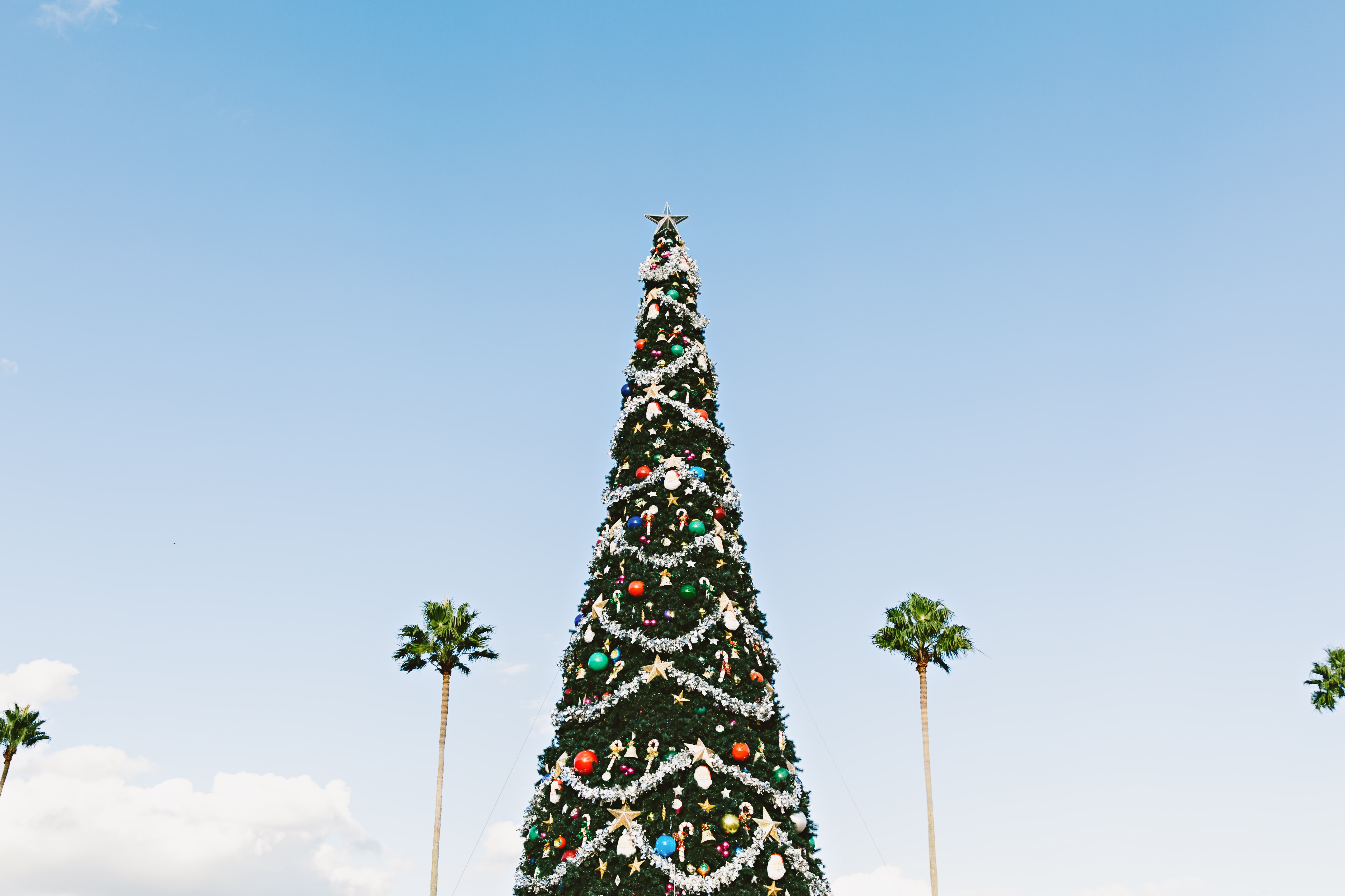 Tropical Christmas tree in front of blue sky and palm trees
